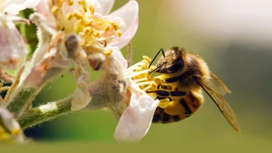 Albine, grădinile prietenoase și florile care atrag micile viețuitoare